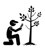 Thinning and Crown Reduction To maintain the health and balance of your trees